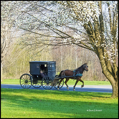 Amish Buggy and Flowering Tree